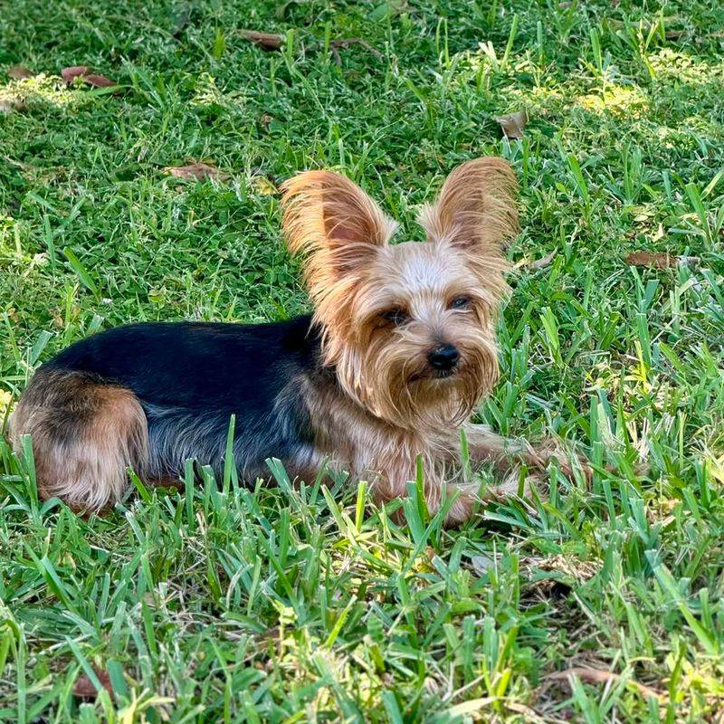 Yorkshire Terrier