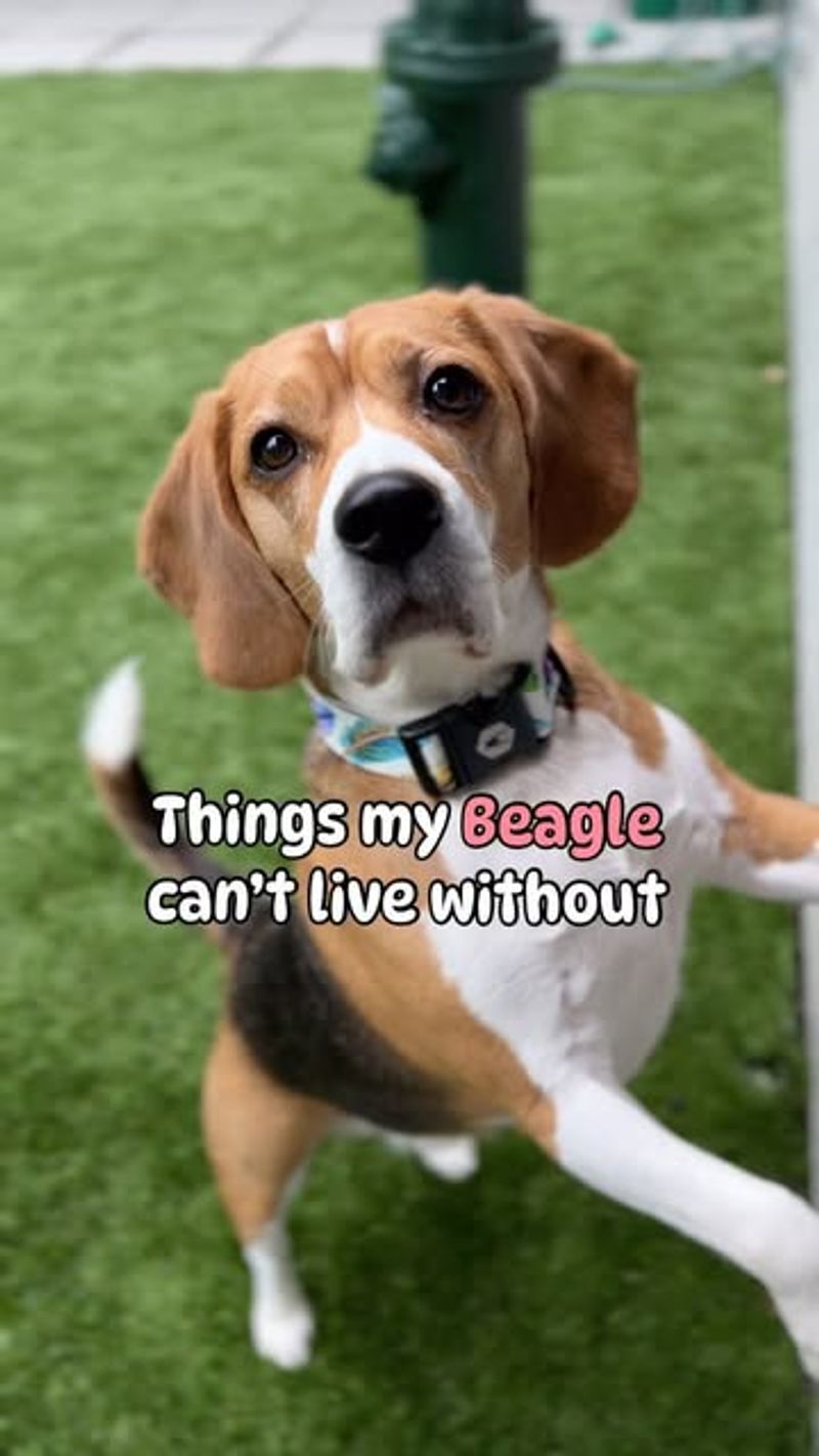 Beagle