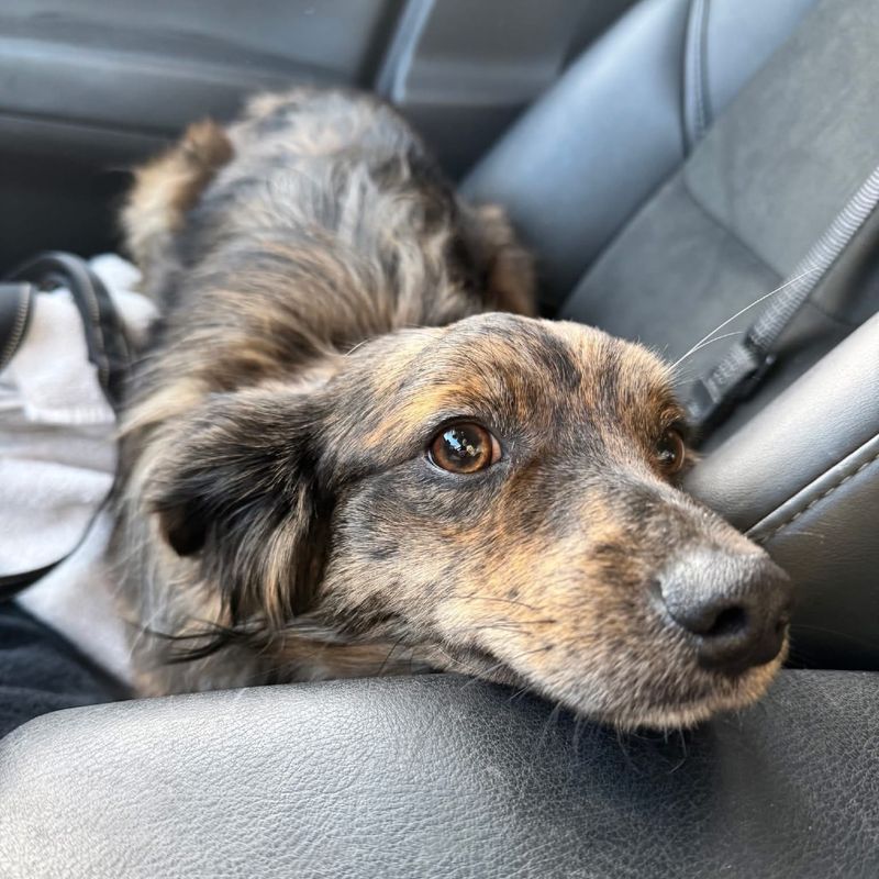 Australian Shepherd