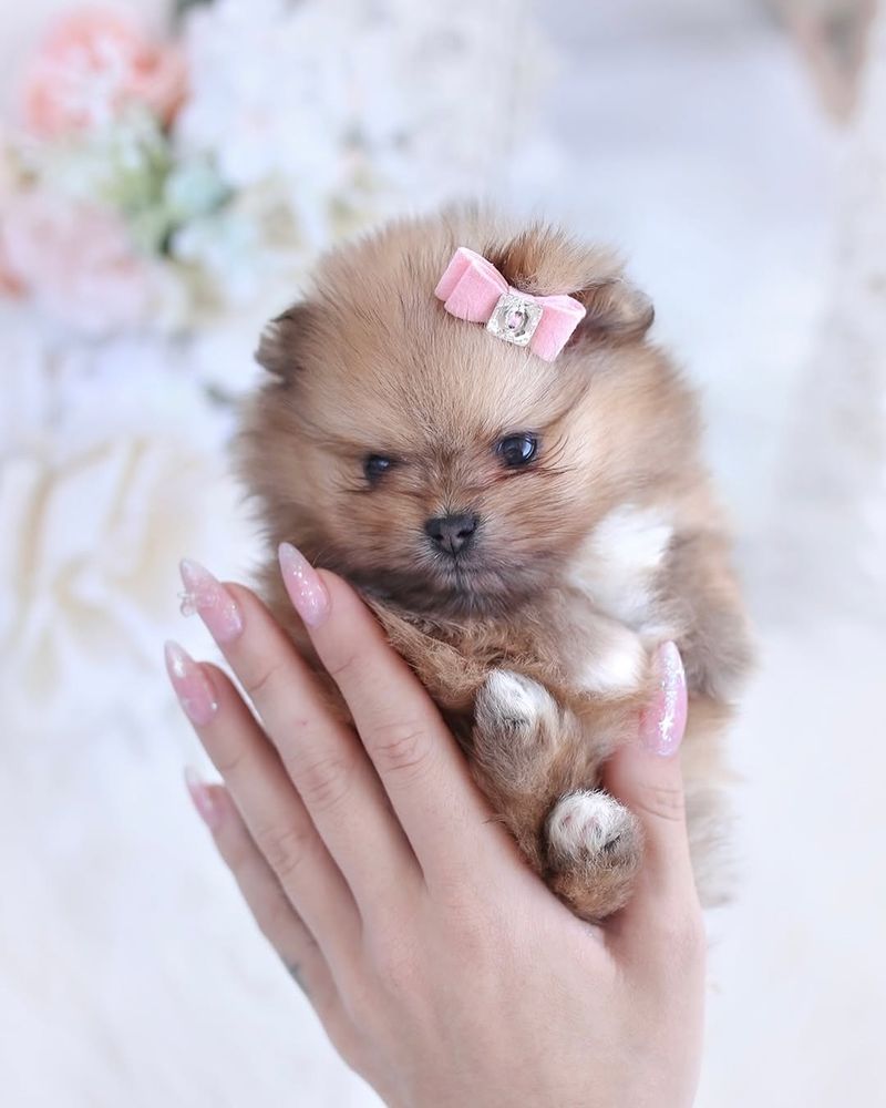 Pomeranian