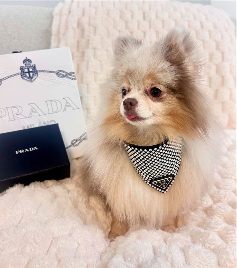 Pomeranian