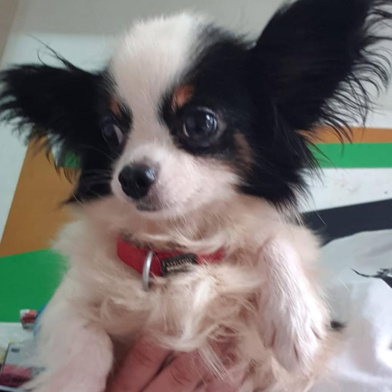 Papillon