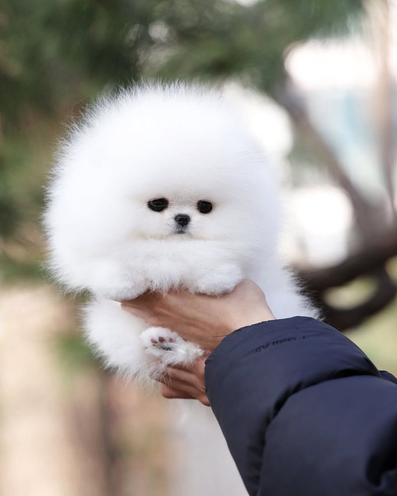 Pomeranian