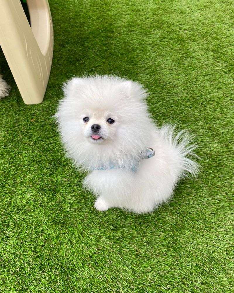 Pomeranian