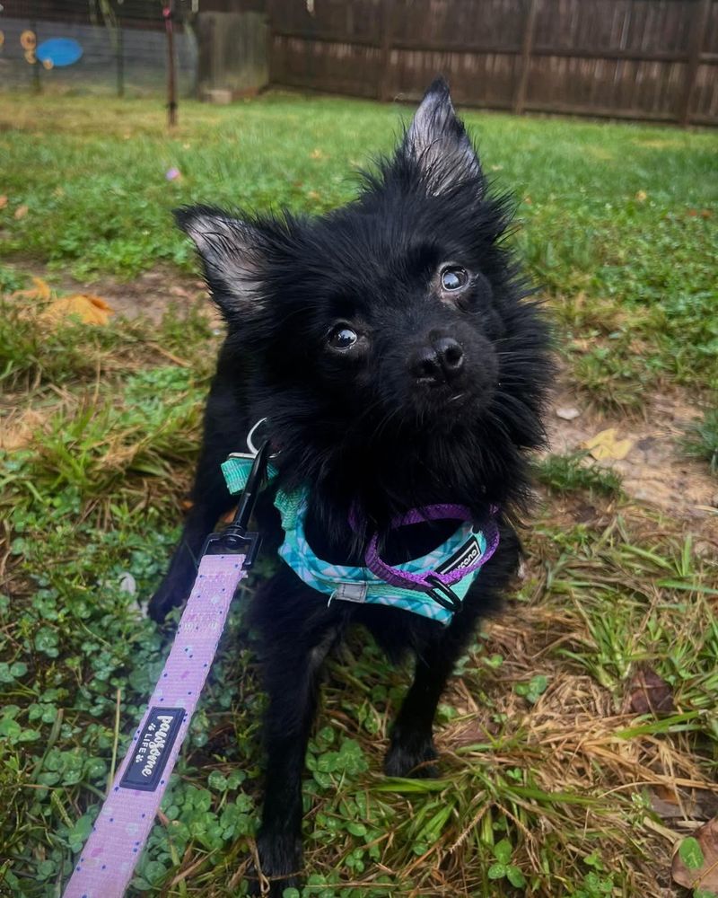 Schipperke