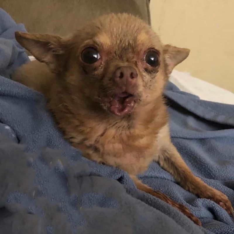 Chihuahua