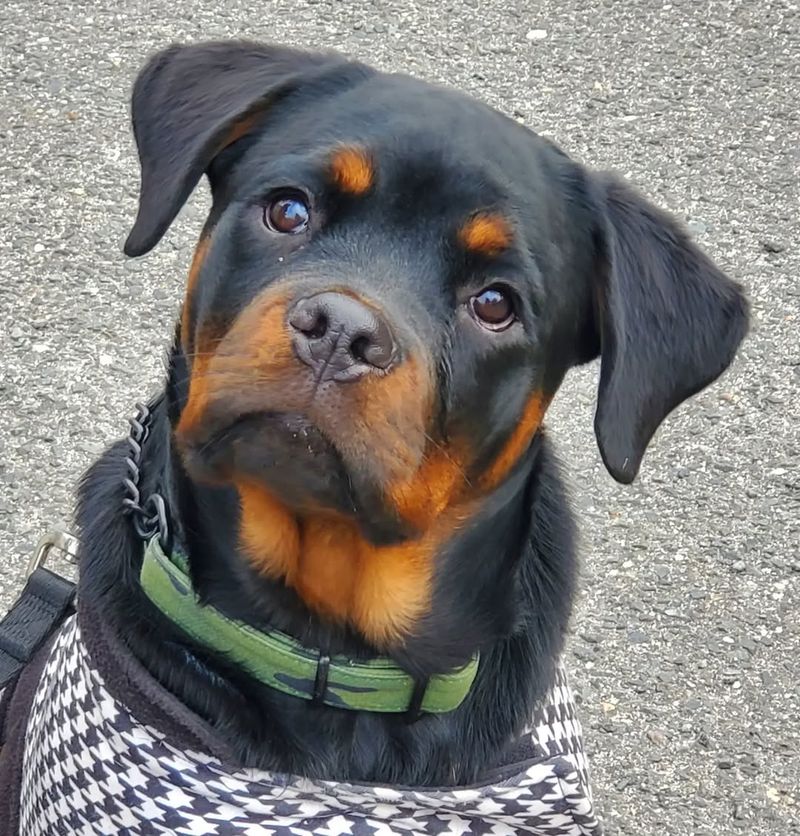 Rottweiler