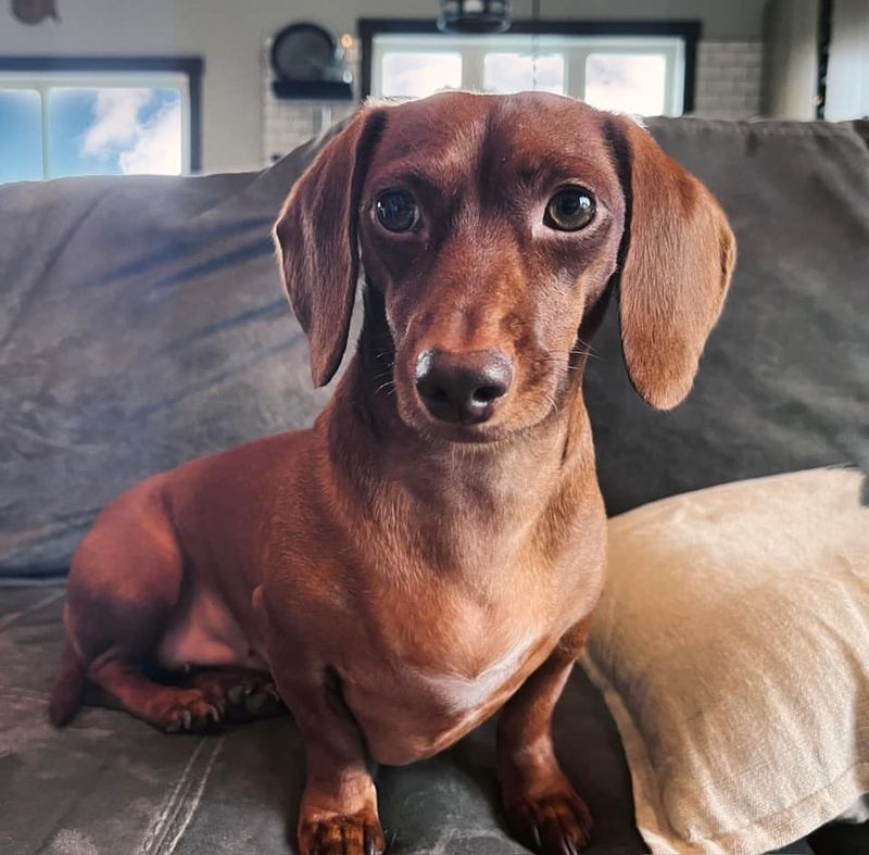 Dachshund