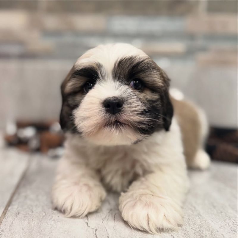 Lhasa Apso