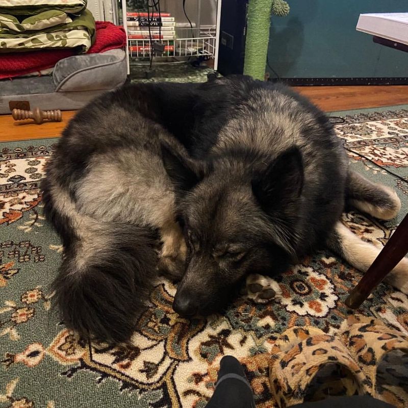 Keeshond