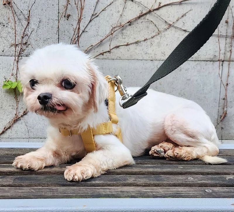 Maltese