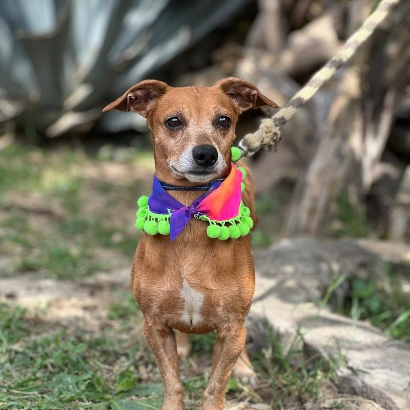 Rat Terrier