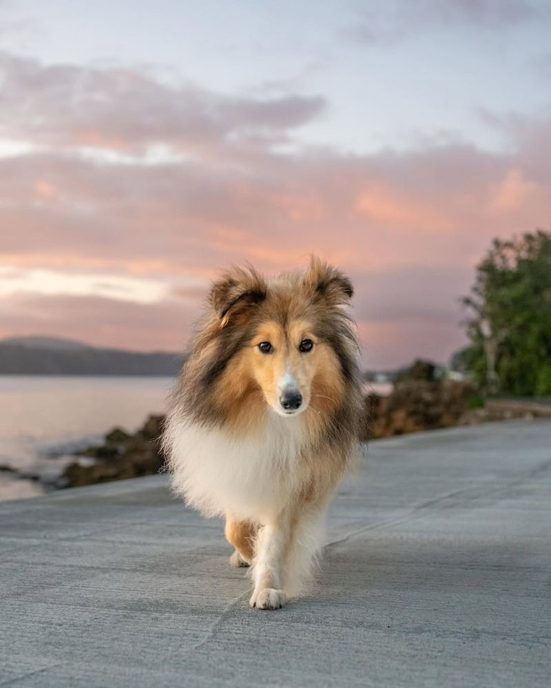 Shetland Sheepdog