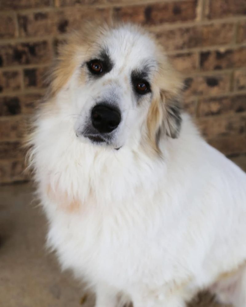 Great Pyrenees