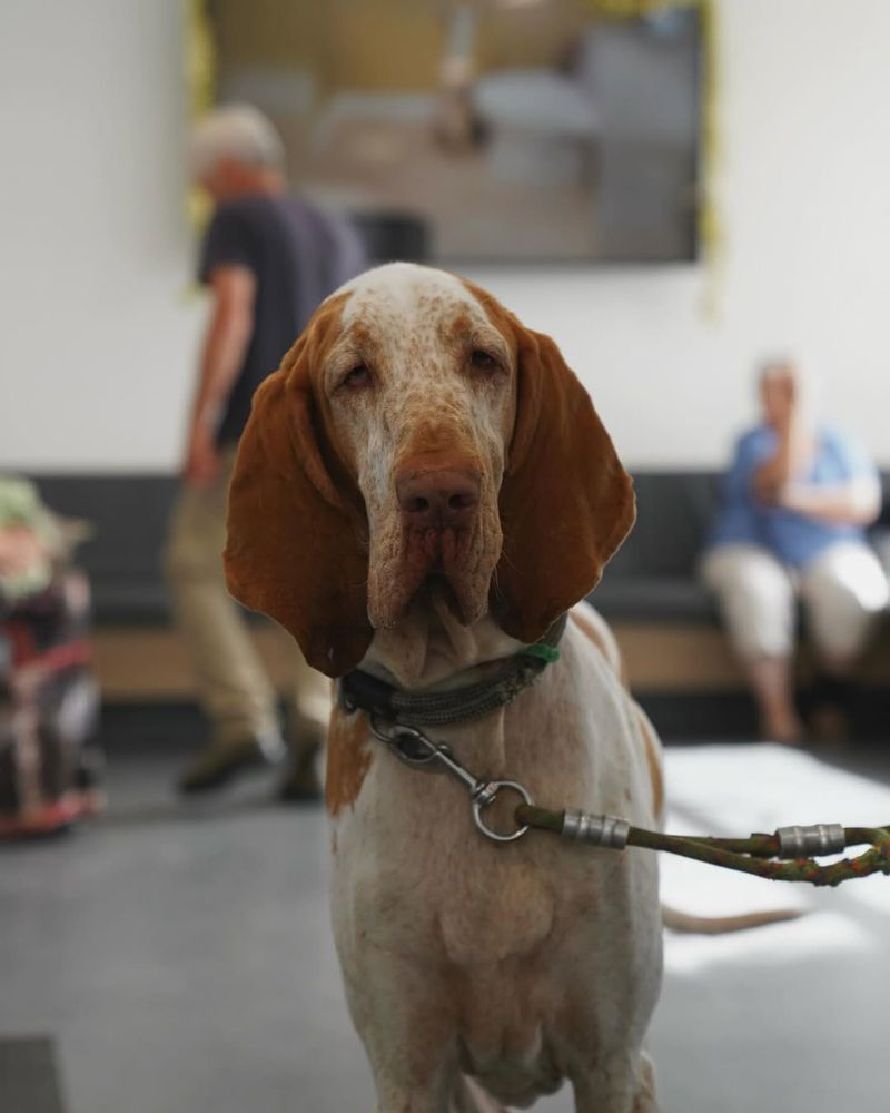 Bracco Italiano