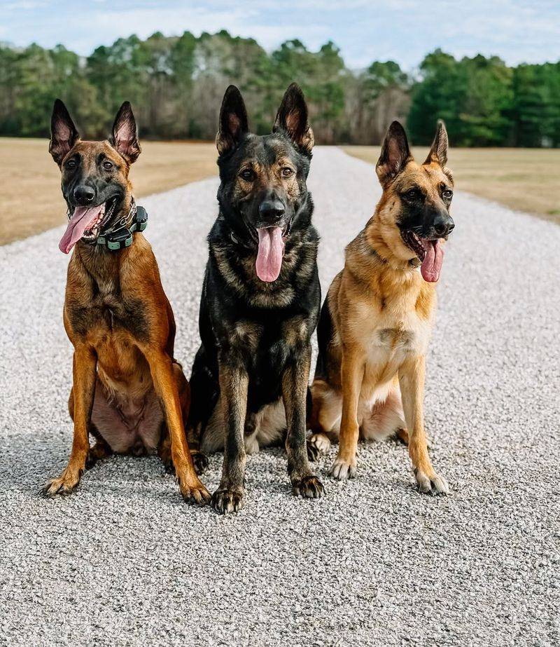 Belgian Malinois