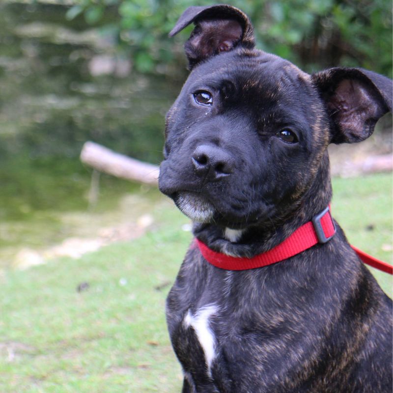 Staffordshire Bull Terrier