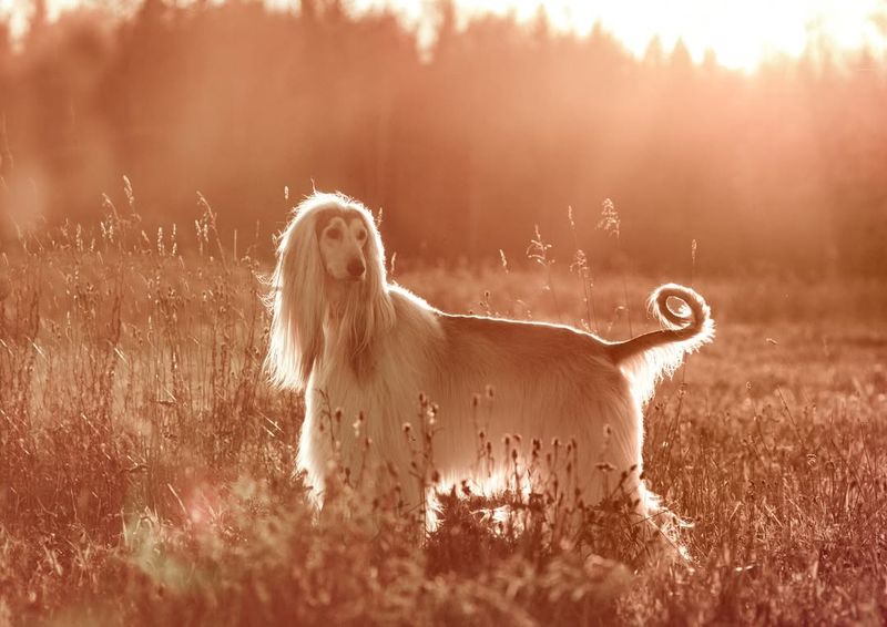 Afghan Hound