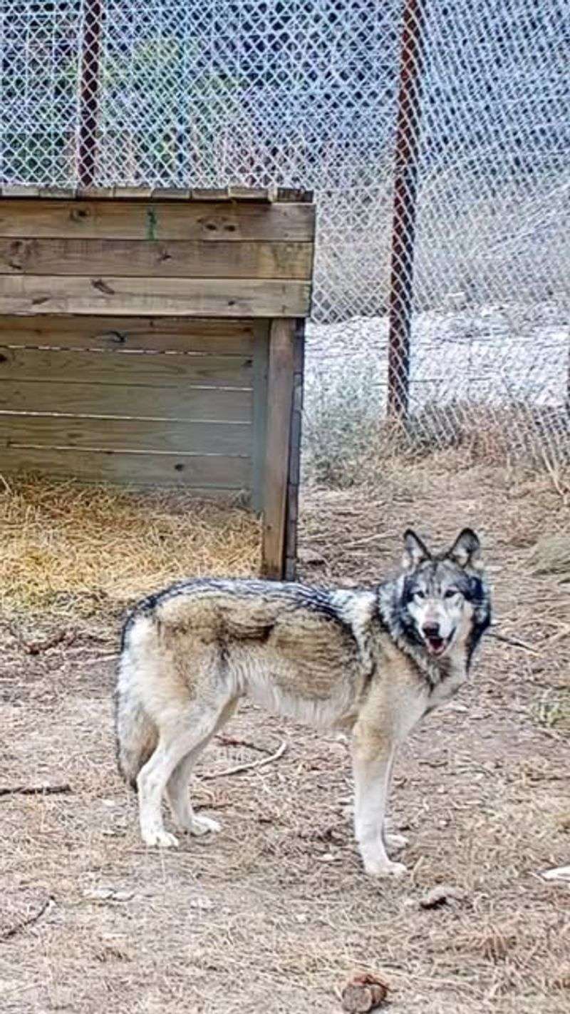 Wolf Hybrid