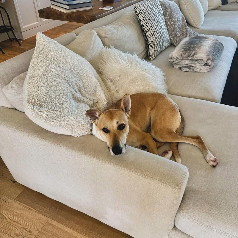 Greyhound