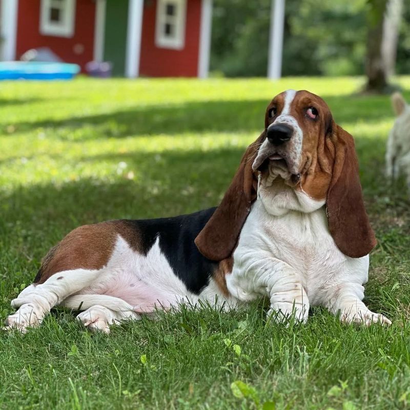 Basset Hound