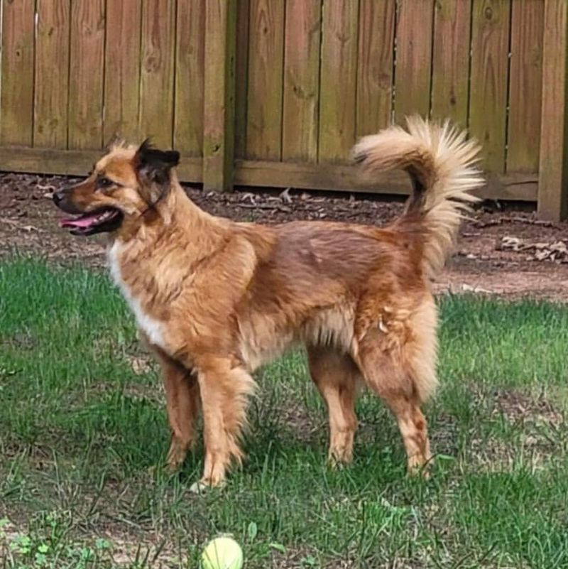 Basque Shepherd