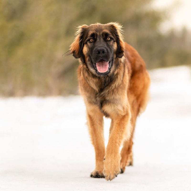 Leonberger