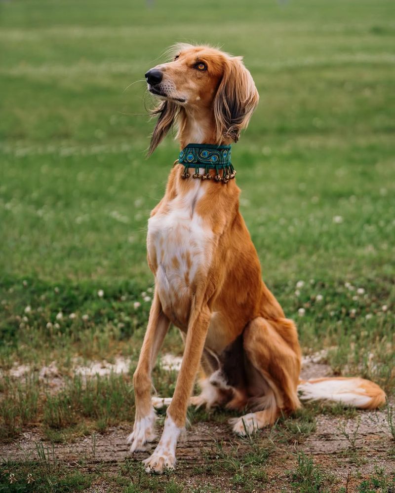 Saluki