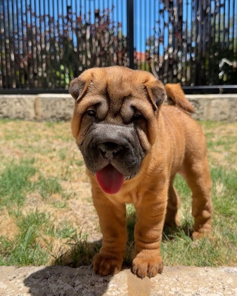 Shar Pei