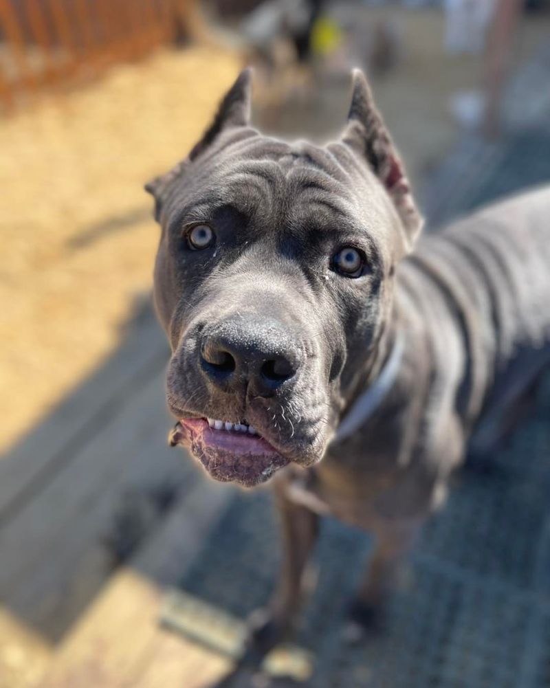 Cane Corso