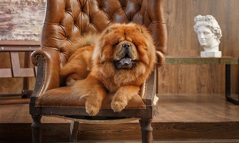 Chow Chow