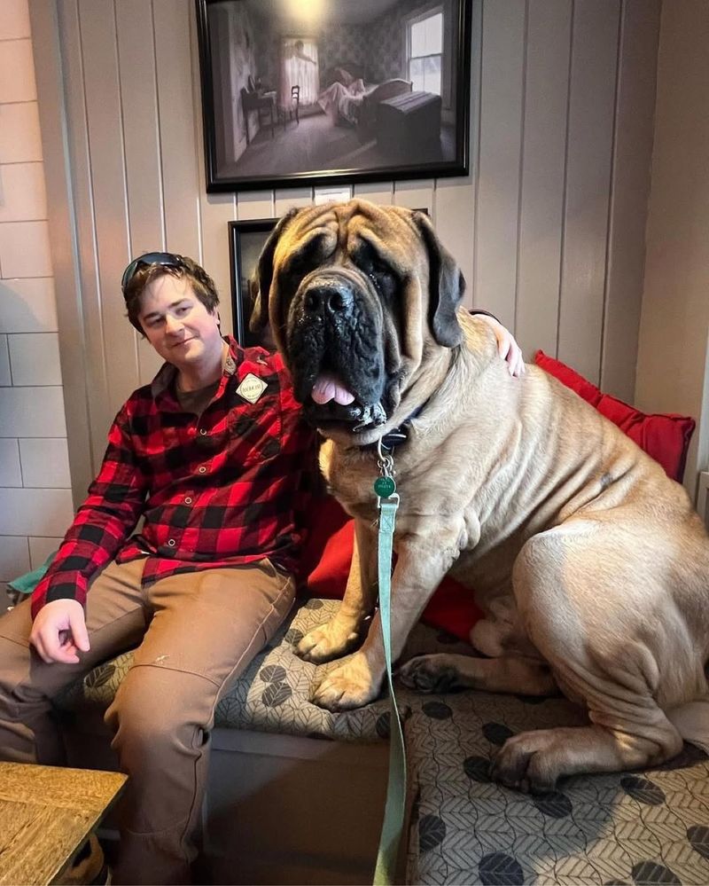 English Mastiff