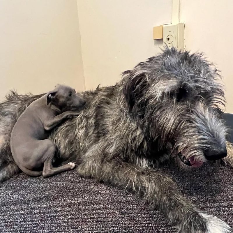 Scottish Deerhound