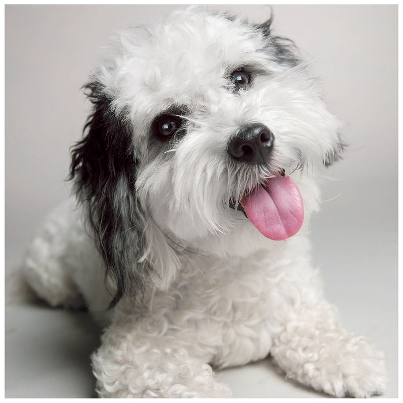 Coton de Tulear