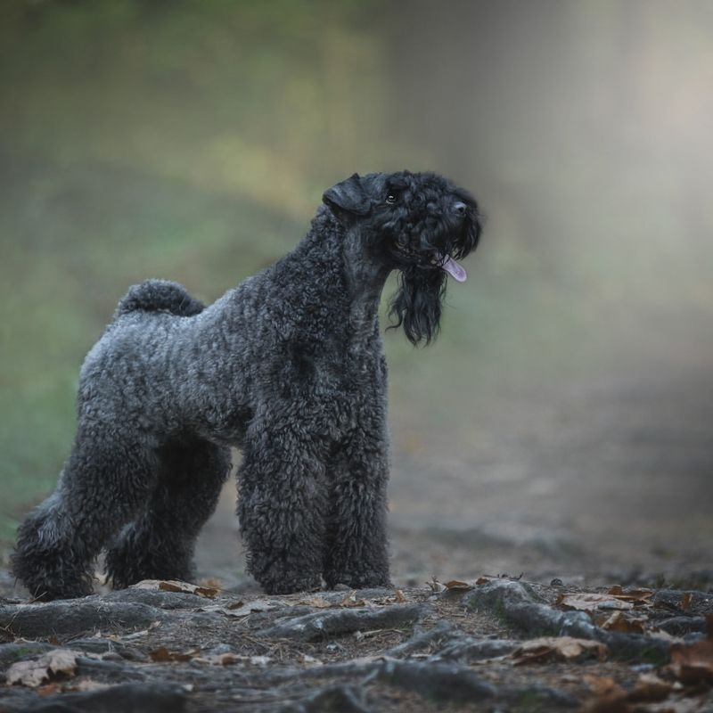 Kerry Blue Terrier