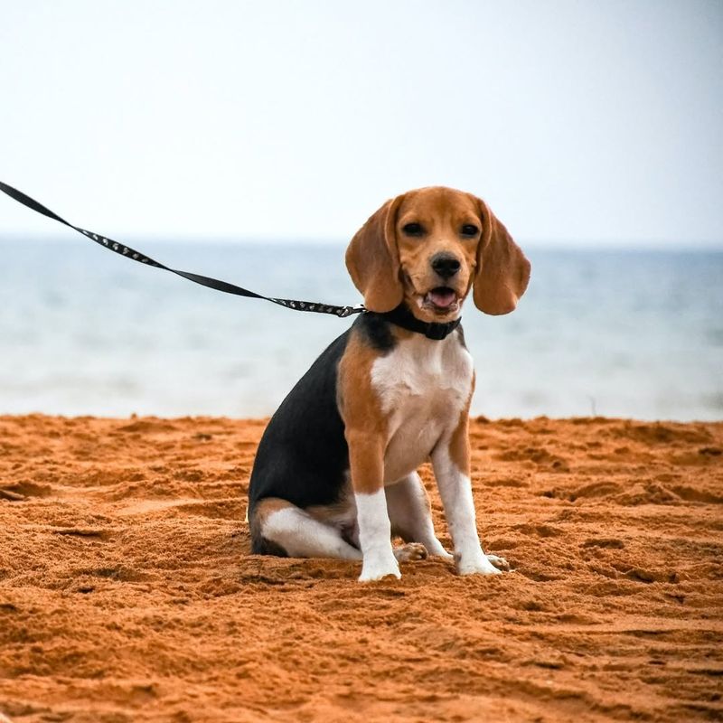 Beagle