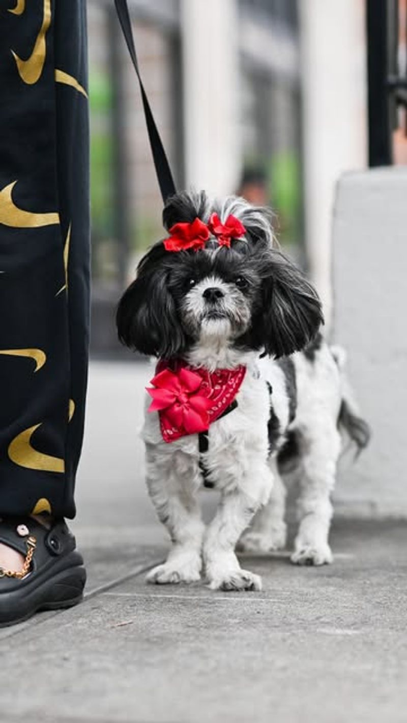 Shih Tzu