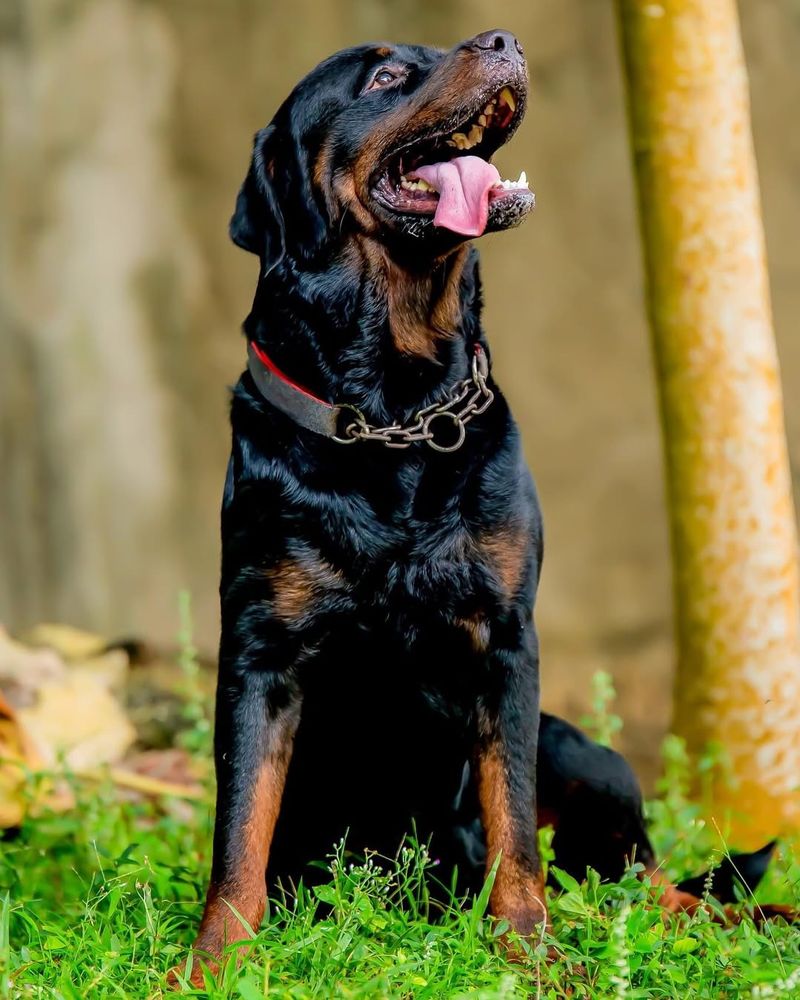 Rottweiler