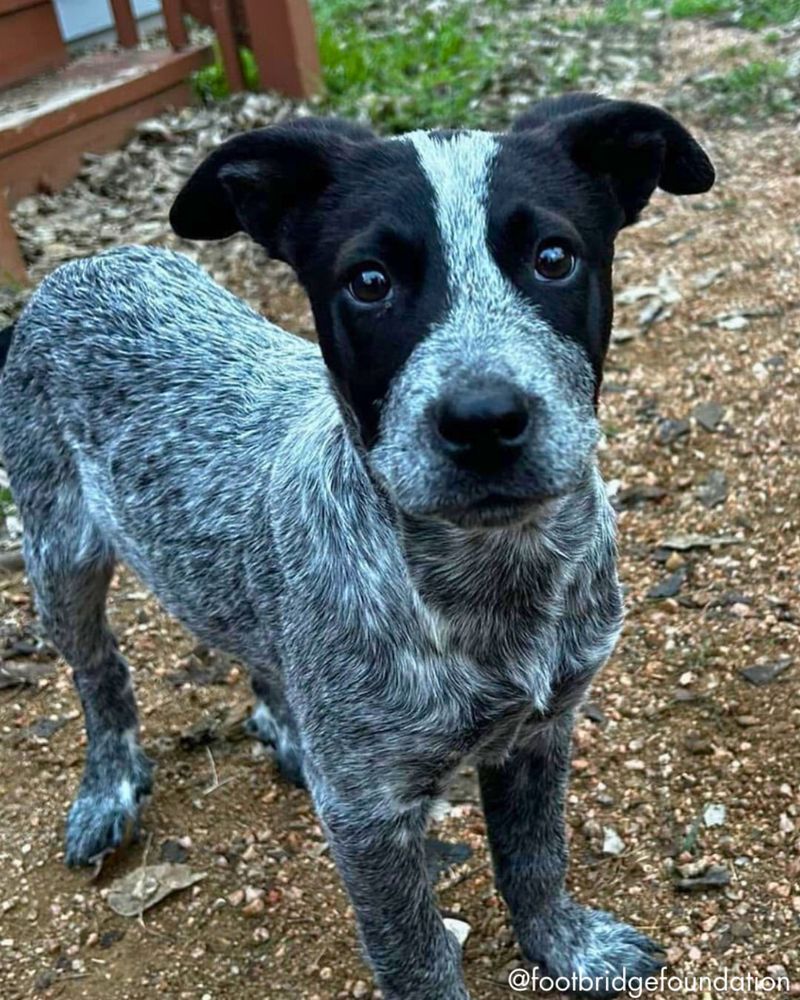 Australian Cattle Dog