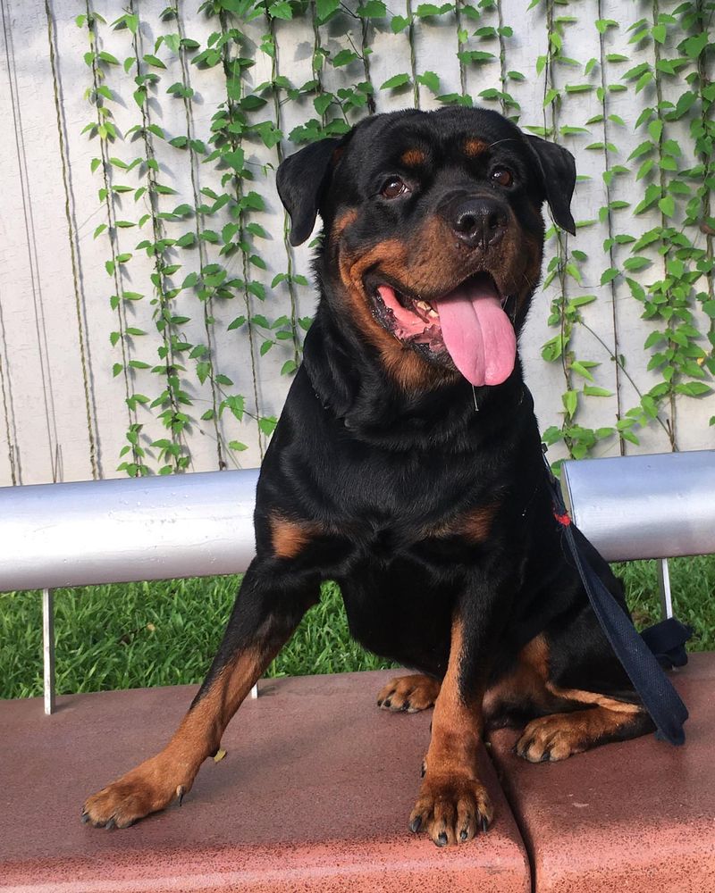 Rottweiler