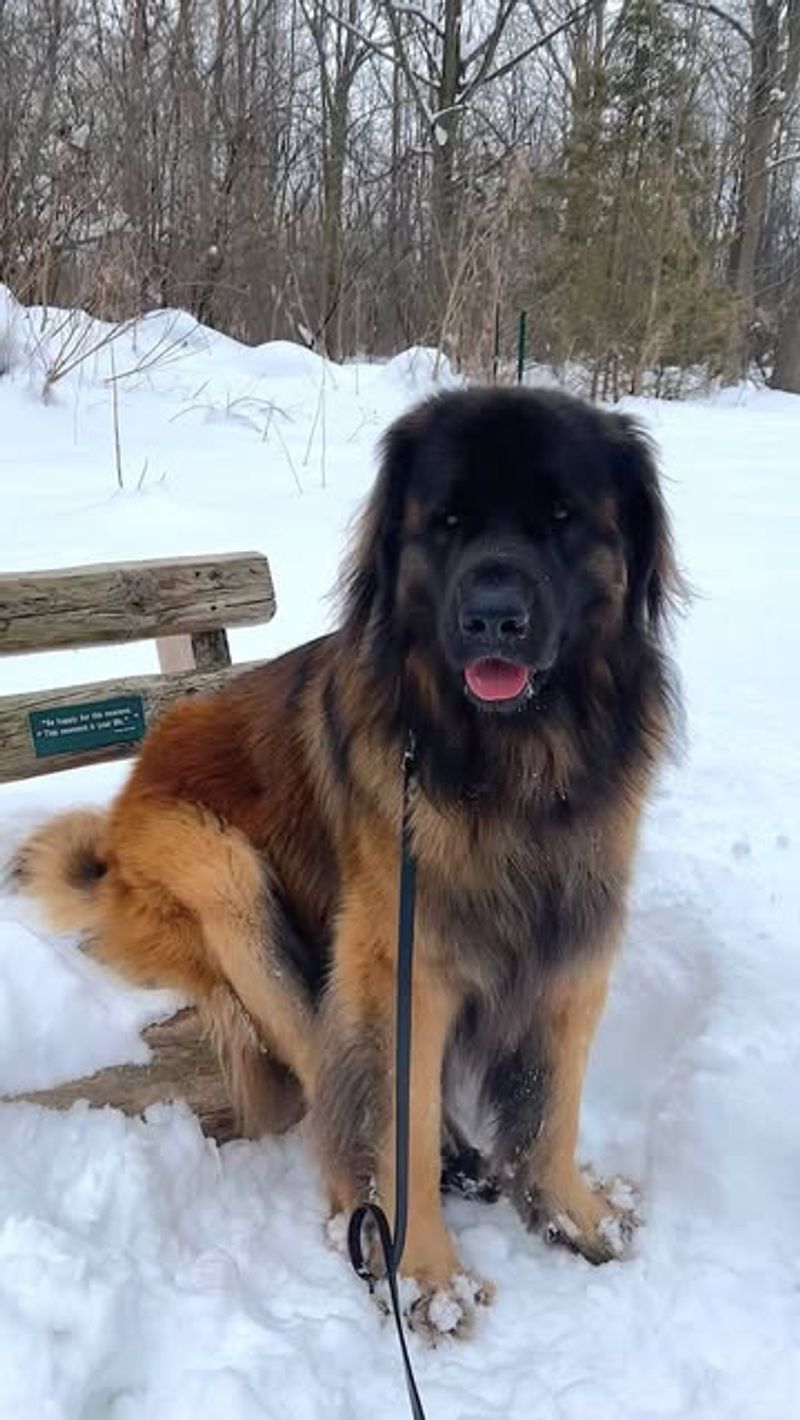 Leonberger