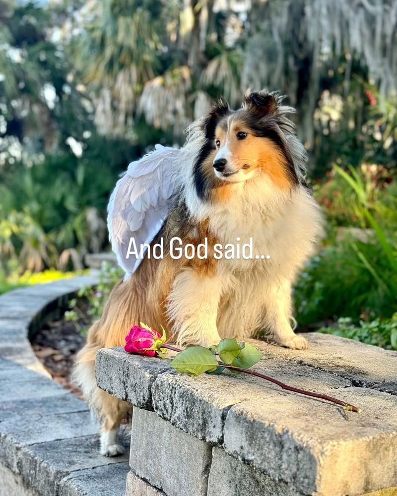 Shetland Sheepdog