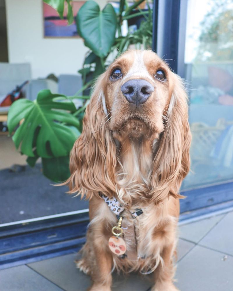 Cocker Spaniel