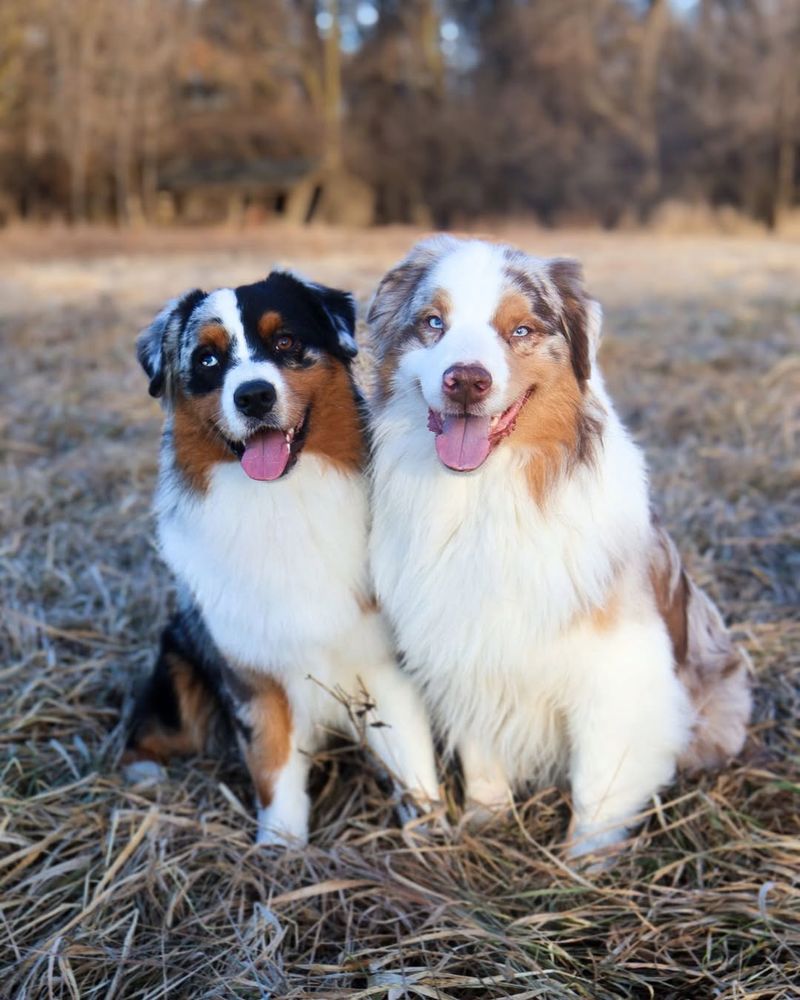 Australian Shepherd