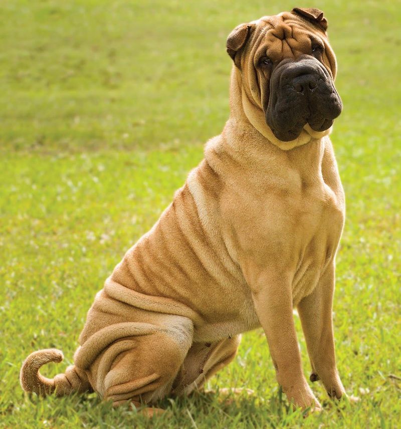 Shar Pei