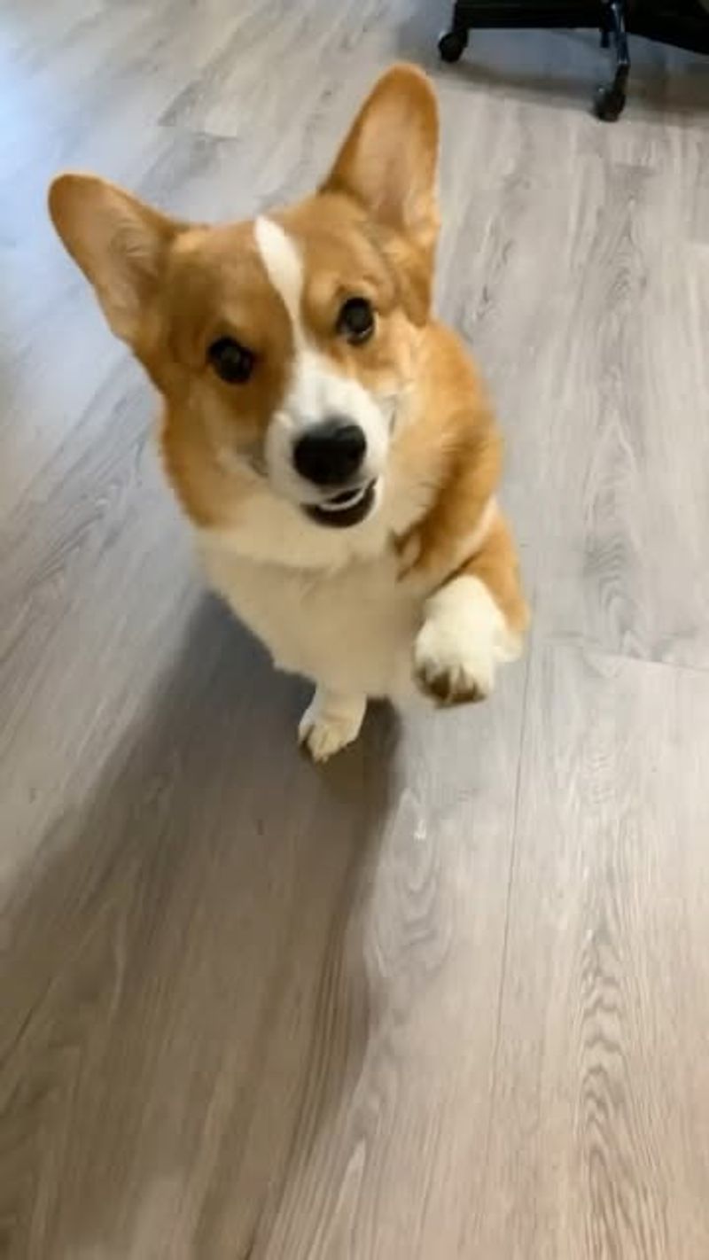 Corgi