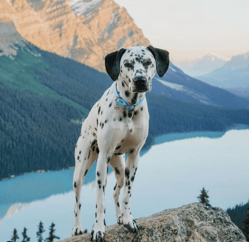 Dalmatian