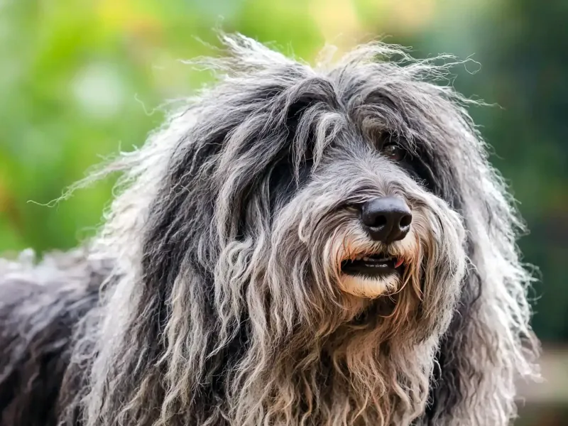 Bergamasco Sheepdog