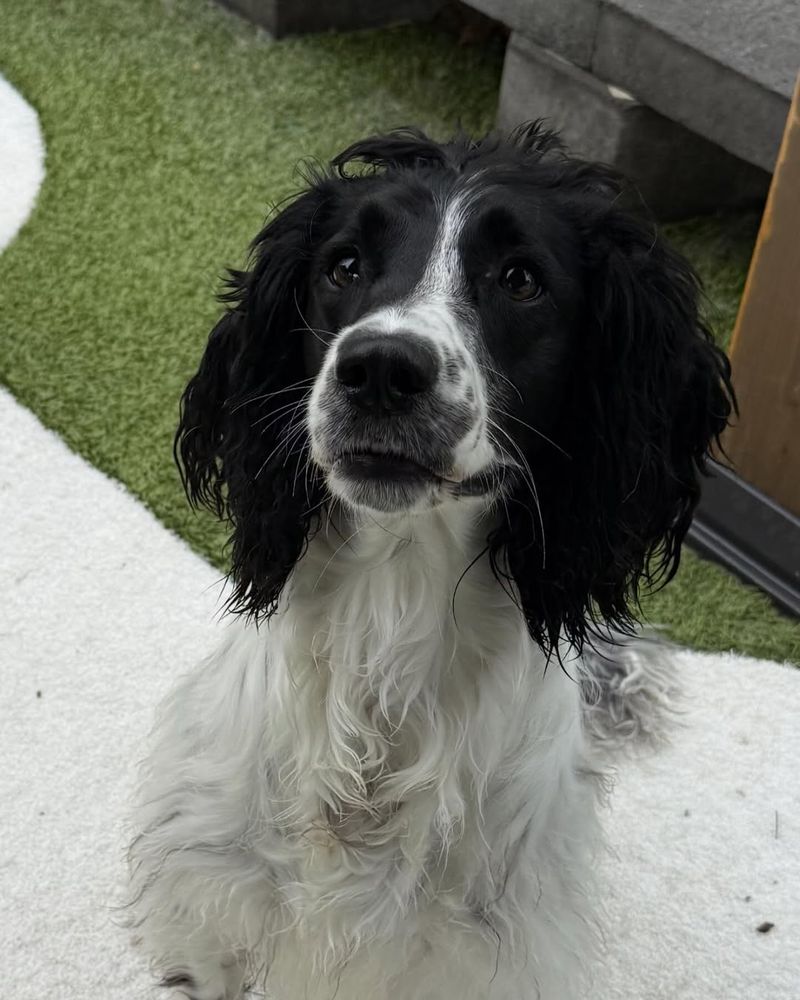 English Springer Spaniel