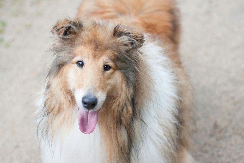 Collie
